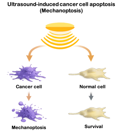 2 Mechanoptosis